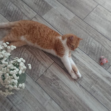 Ламинат Grun Holz Naturlichen Spiegel Себринг 92505-8