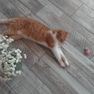 Ламинат Grun Holz Naturlichen Spiegel Себринг 92505-8 Ламинат Grun Holz Naturlichen Spiegel Себринг 92505-8